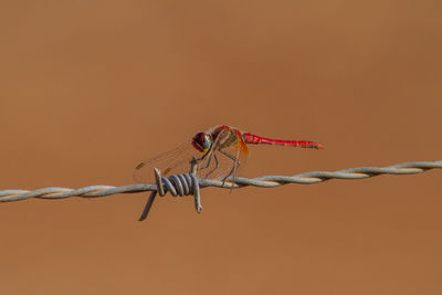 Close-up of insect on barbed wire
