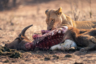 Lioness drinking water