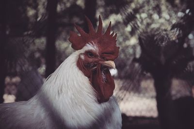 Close-up of rooster