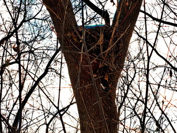 Low angle view of tree against sky