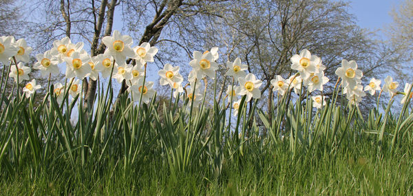 Plants growing on field
