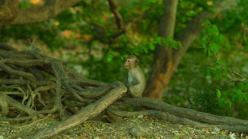 View of monkey on tree branch