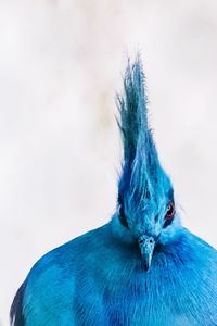 Close-up of bird against sky