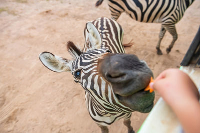 Close-up of zebra