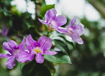 Close-up of purple flowering plant