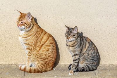 High angle view of cats sitting