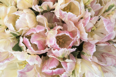 High angle view of pink flowering plant