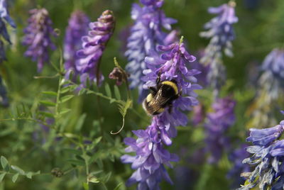 Close-up of honey bee on purple flower