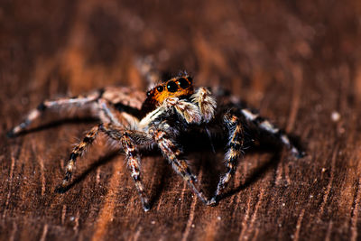 Close-up of spider on wood