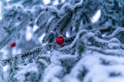 Close-up of christmas tree in snow