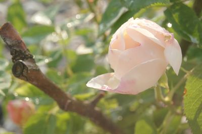 Close-up of plant against blurred background