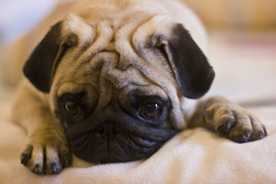 Upset puppy pug laying on the bed