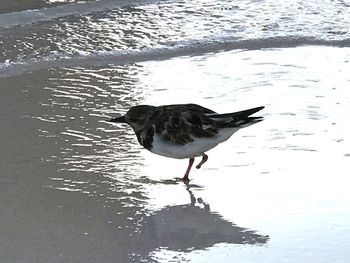 High angle view of bird perching on a lake