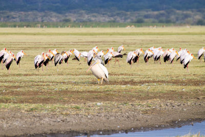 Flock of birds on field