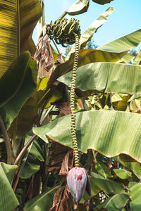 Low angle view of banana leaves on plant