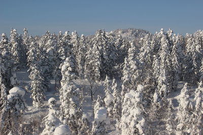 Snow covered plants against sky