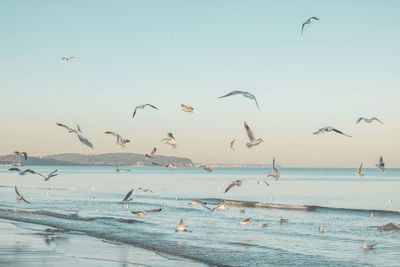 Seagulls flying over sea against sky