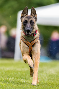 Close-up of dog running on grassy field