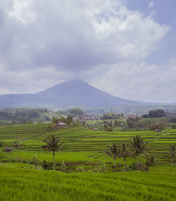 Scenic view of agricultural field against sky