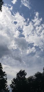 Low angle view of trees against sky