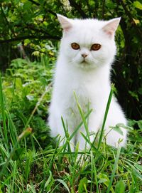 Portrait of white cat on field