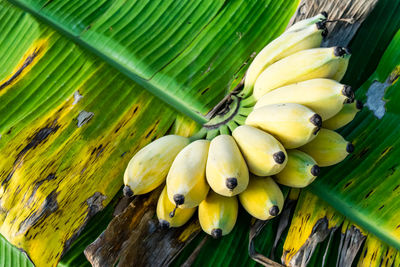 Close-up of bananas growing on tree