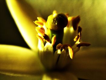 Close-up of yellow flower