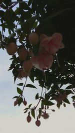 Close-up of flowers blooming on tree against sky