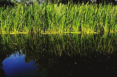 Scenic view of lake with reflection