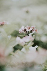 Close-up of pink flower