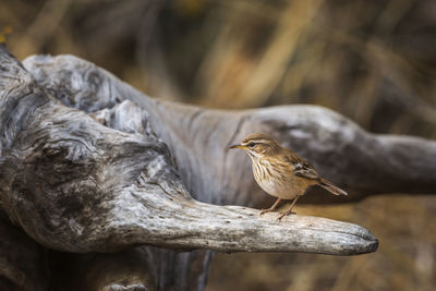 Close-up of bird perching on branch