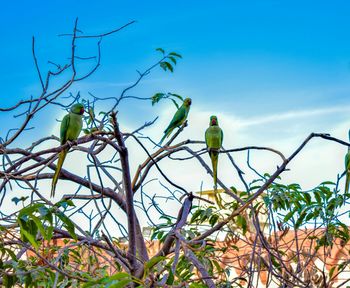 Low angle view of bird perching on tree against blue sky