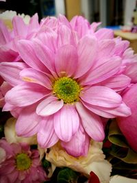 Close-up of pink flowers blooming outdoors