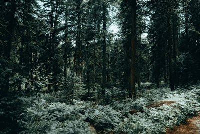 Trees in forest during winter
