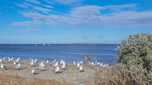 Seagulls on beach against sky