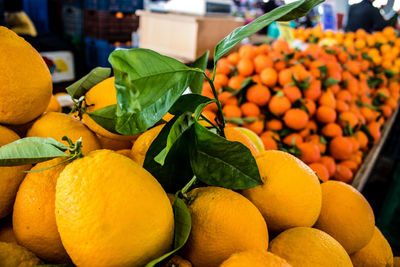 Close-up of oranges