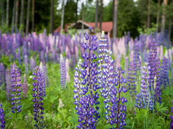 Close-up of purple lavender flowers on field