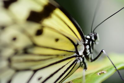 Close-up of butterfly on leaf