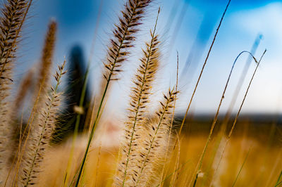 Close-up of stalks in field against the sky