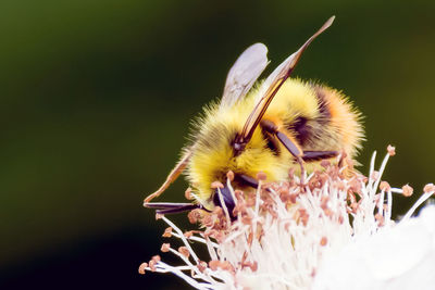 Close-up of bee on yellow flower