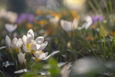 Close-up of white crocus flowers on field