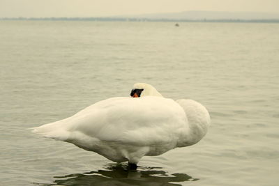 Swan floating on lake