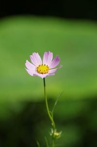 Close-up of pink flower blooming outdoors