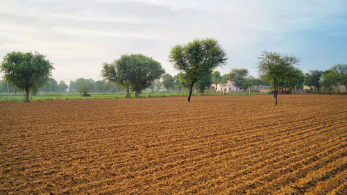 Scenic view of agricultural field against sky