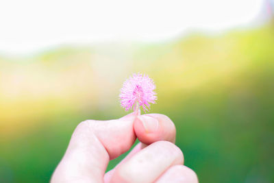 Close-up of hand holding flower