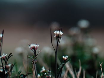 Close-up of flowering plants on field