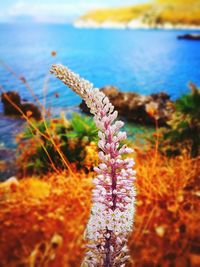 Close-up of flower plant in sea