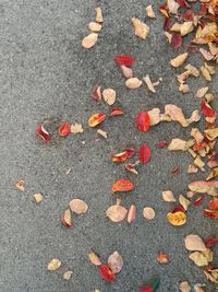 High angle view of autumn leaves on road