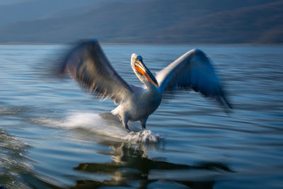 Bird flying over lake