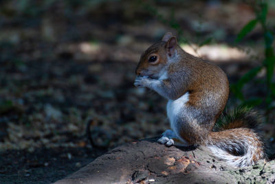 Close-up of squirrel sitting on field